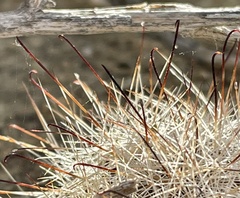 Mammillaria tetrancistra