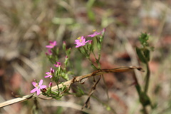 Centaurium tenuiflorum