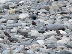 Charadrius bicinctus