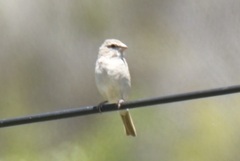 Crithagra albogularis