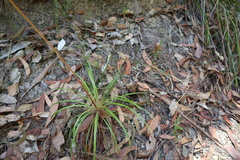 Centaurium tenuiflorum