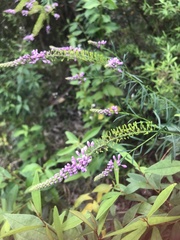 Comesperma
