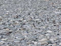 Charadrius bicinctus