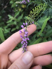 Comesperma