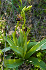 Ophrys sphegodes