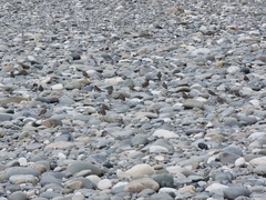 Charadrius bicinctus