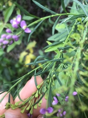 Comesperma