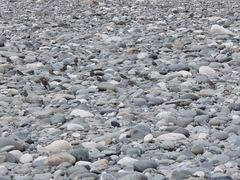 Charadrius bicinctus