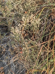 Baccharis sergiloides