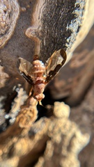 Diacrita costalis