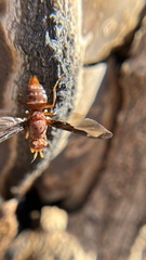 Diacrita costalis