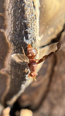 Diacrita costalis