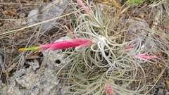 Tillandsia arroyoensis