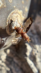 Diacrita costalis