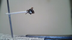 Hylaeus leptocephalus