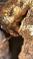 Diacrita costalis