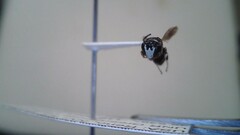 Hylaeus leptocephalus