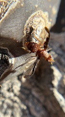 Diacrita costalis