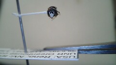 Hylaeus leptocephalus
