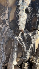 Diacrita costalis