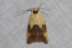 Ageletha hemiteles