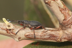 Catamonus