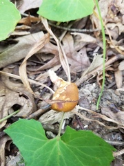 Xanthoconium affine maculosus