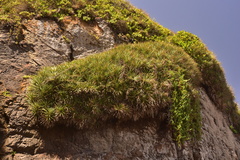 Fascicularia bicolor