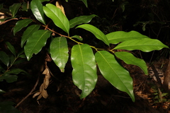 Cryptocarya macdonaldii
