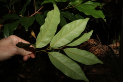 Cryptocarya macdonaldii