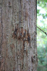 Ursus thibetanus formosanus