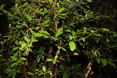 Cryptocarya macdonaldii