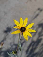 Helianthus petiolaris canescens
