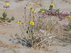 Helianthus petiolaris canescens