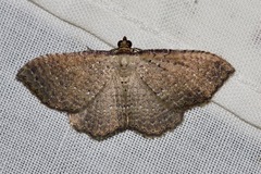 Chrysolarentia microcyma