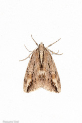 Pseudocoremia lupinata