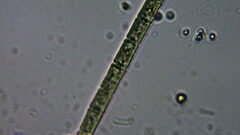 Cyanophyceae