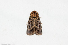 Proteuxoa sanguinipuncta