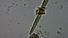 Cyanophyceae