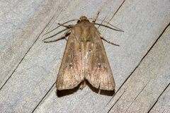 Ichneutica phaula