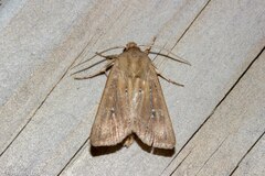 Ichneutica phaula
