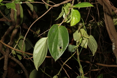 Piper hederaceum