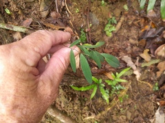 Geitonoplesium cymosum