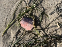 Blepharipoda occidentalis