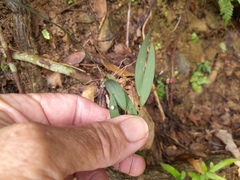 Geitonoplesium cymosum