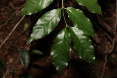 Gynochthodes umbellata