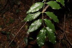 Gynochthodes umbellata