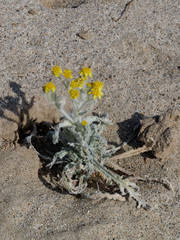 Baileya pauciradiata