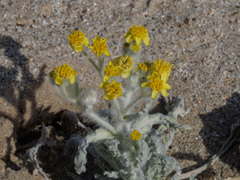 Baileya pauciradiata