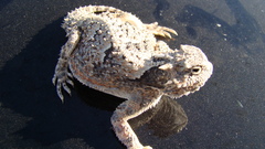 Phrynosoma platyrhinos